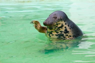 high five seal 2