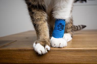 cat with bandage