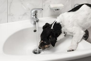 dog tap flood