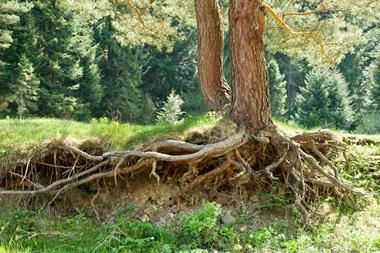 tree roots