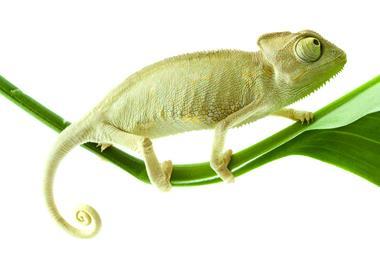 Chameleon adapt change lizard