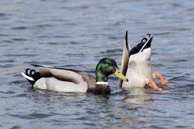ducks