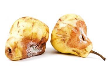 Two mouldy pears
