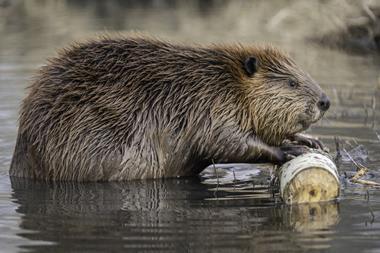 beaver