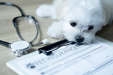 vet dog