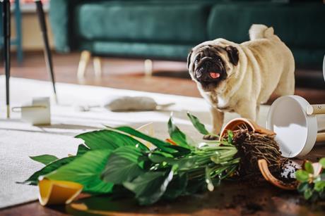 pet damage pug
