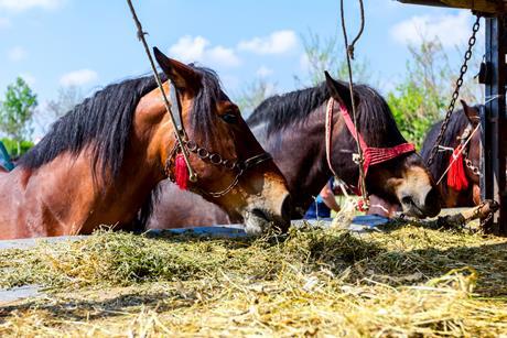 horses bloodstock