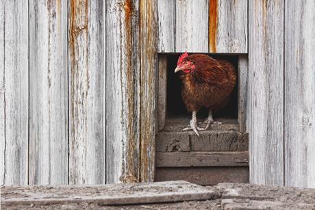 chicken, henhouse, fraud