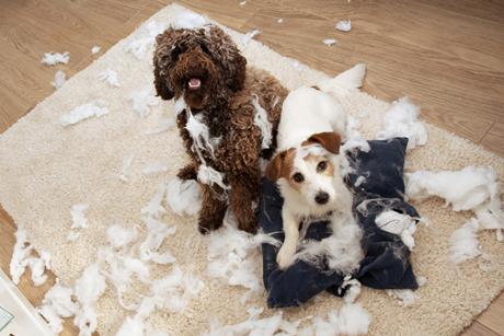 mischievious pups on the warpath they should go to jail for what they've done pet insurance