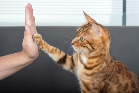 High five, cat