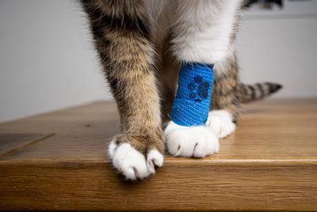 cat with bandage
