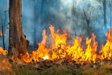 wildfire