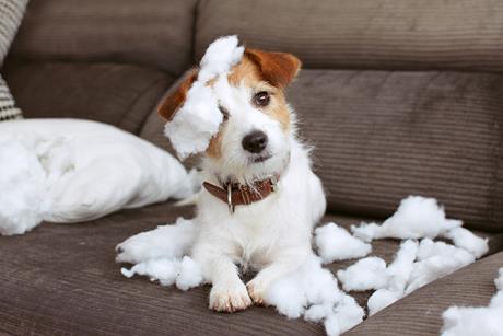 pet damage dog