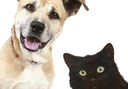 Pet insurance
