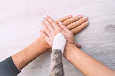 pet handshake