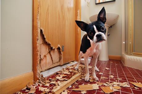 pet damage