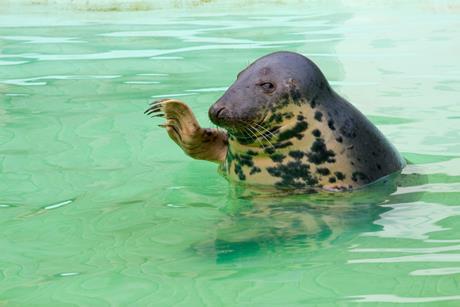 high five seal 2