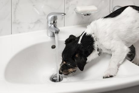 dog tap flood