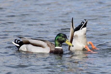 ducks