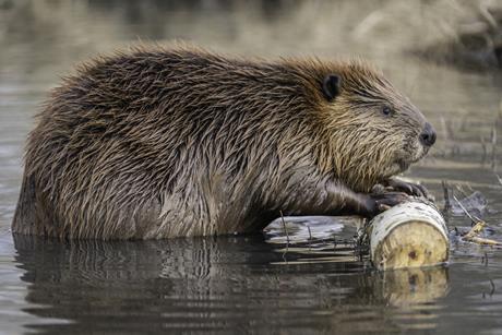 beaver