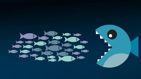consolidation, fishes