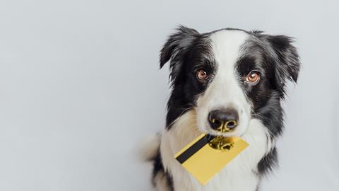 pet insurance, dog with credit card