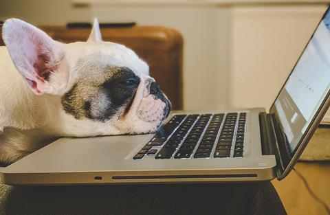 dog, laptop, fatigue, home working
