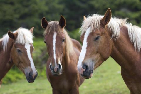 Horses