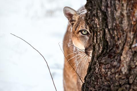 iStock-665082242 cougar