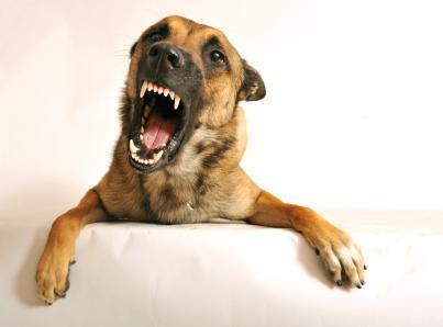 dog watchdog barking animal rights