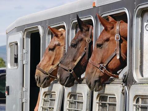 Horses in trailer