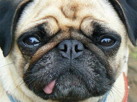 Pug dog