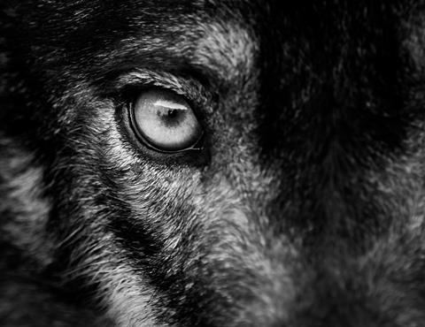 iStock-639661348 wolf eye