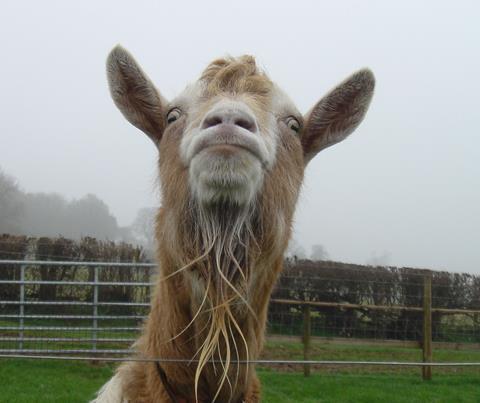 Bearded goat