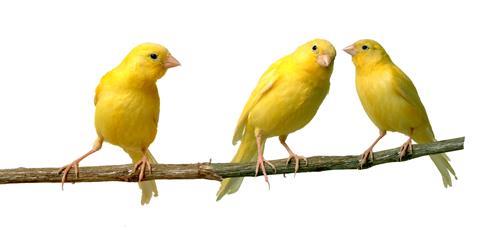 Canaries