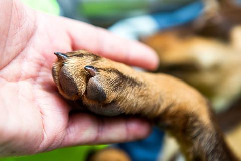 I stock pet insurance dog paw