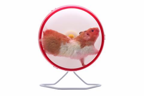 hamster wheel