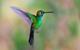 Hummingbird