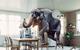 Elephant in the room
